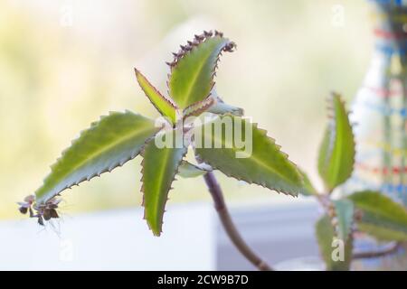 Piantine di Kalanchoe pianta germogliano dal bordo delle foglie del gambo. Foto Stock