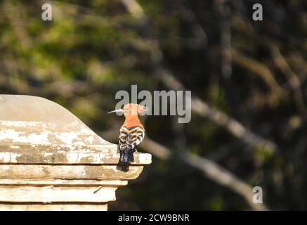 Splendido Hoopoe africano isolato e singolo conosciuto anche come Hoopoos sono ora sociali Foto Stock