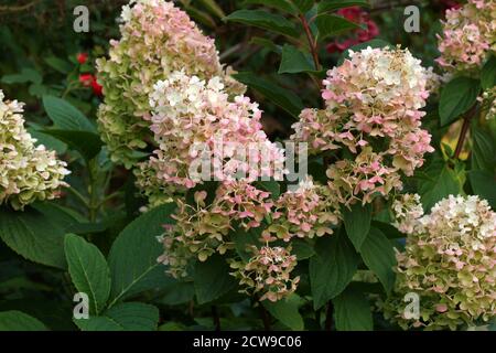 Idrangea paniculata Rosa Signora. Fiore nel giardino all'aperto. Idrangea paniculata nel giardino d'autunno. Foto Stock