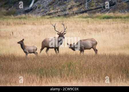 Un toro alce corteggia una mucca di alci durante la rut di settembre come il suo yearling orologi nel Parco Nazionale di Yellowstone, Stati Uniti. Foto Stock