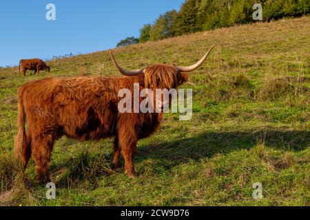 Mucche scozzesi delle Highlands che pascolano in montagna Foto Stock