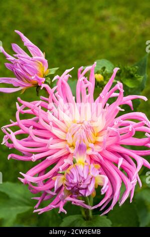 Primo piano di fiori e gemme di cactus dahlia Stars favorito. Una grande dahlia rosa e bianca completamente doppia che fiorisce durante l'estate in autunno Foto Stock