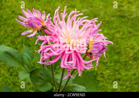 Primo piano di fiori e gemme di cactus dahlia Stars favorito. Una grande dahlia rosa e bianca completamente doppia che fiorisce durante l'estate in autunno Foto Stock