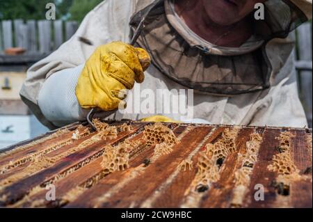 Raccolta del miele in apiary. Api su nido d'ape. L'apicoltore rimuove la cera d'api in eccesso per estrarre la cornice con il miele. Foto Stock