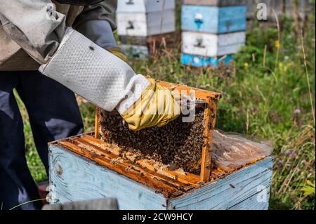 L'apicoltore si prende cura delle api, dei nidi d'ape pieni di miele, in un abito protettivo dell'apicoltore. Prodotto naturale puro dall'alveare delle api, giallo Foto Stock