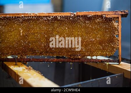 Mano usando un raschietto per ostruire i nidi d'ape con il miele in una cornice. L'apicoltore ssigilla Honeycomb. Foto Stock