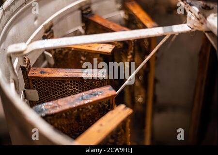 Apicoltore che gira cornici senza tappo nel contenitore metallico simile a una centrifuga, il processo di estrazione del miele. Foto Stock