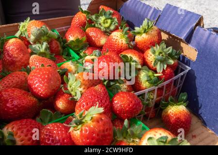 Fragole biologiche morbide, rosso dolce con piccoli semi commestibili traboccano in un contenitore di plastica per pinta che si trova in un vassoio di cartone viola Foto Stock