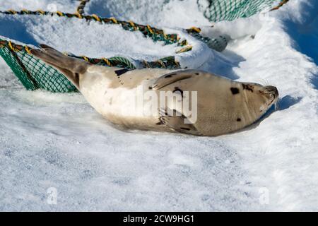 Una foca di arpa adulta si stende sul ghiaccio congelato nel freddo Oceano Atlantico. Il sole splende sull'animale selvatico. Foto Stock