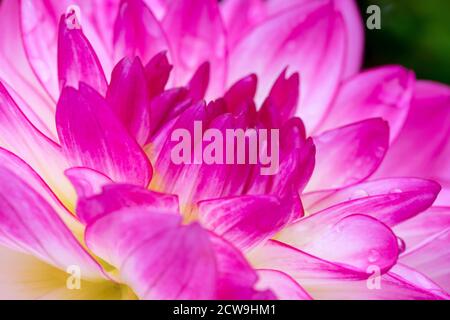 Estremo primo piano della fioritura colorata di Dahlia - Asheville, Carolina del Nord, Stati Uniti Foto Stock