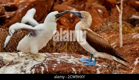 La madre e il Bambino Blue-Footed sule sulla Grand Seymore isola, isole Galapagos, Ecuador Foto Stock