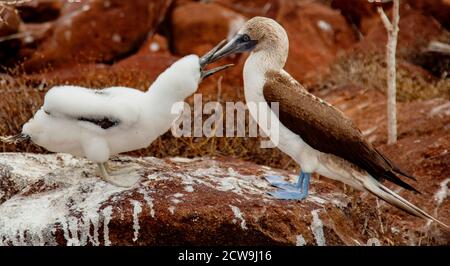 La madre e il Bambino Blue-Footed sule sulla Grand Seymore isola, isole Galapagos, Ecuador Foto Stock