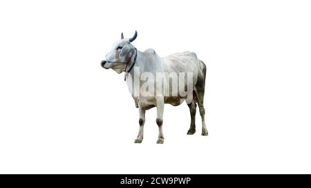 Mucca isolata su sfondo bianco con tracciato di ritaglio Foto Stock