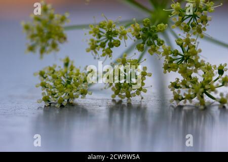 Macro texture vista di delicati fiori di lacy su pianta di erba di prezzemolo s, con sfondo sfocato in metallo d'argento spazzolato e spazio di copia Foto Stock