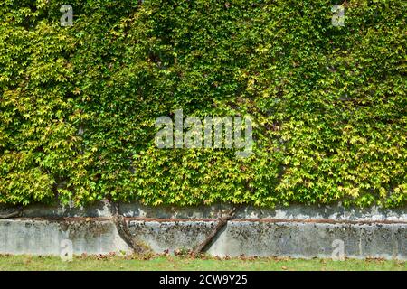 Ivy su un muro di mattoni a Pau, Francia. Foto Stock