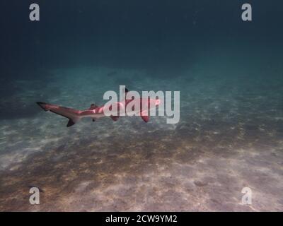 Uno squalo solone sul prowl in acque al largo della costa della Malesia. Snorkeling. Fotografia subacquea Foto Stock