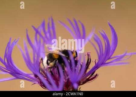 Ritratto di bellissimi fiori rosa-viola con intensi piselli gialli brillanti mostra la bellezza della primavera e i fiori filigranati in colpo pieno Foto Stock