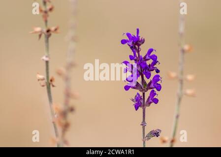 Ritratto di bellissimi fiori rosa-viola con intensi piselli gialli brillanti mostra la bellezza della primavera e i fiori filigranati in colpo pieno Foto Stock