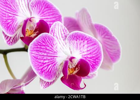 Bella orchidea rosa fiore e gemma latente con bella viola e viola petali e un po 'di miele fresco per insetti come le api e bumblebees bello Foto Stock