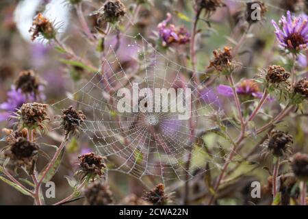 cobweb su fiori d'assaggiatore nel giardino d'autunno Foto Stock