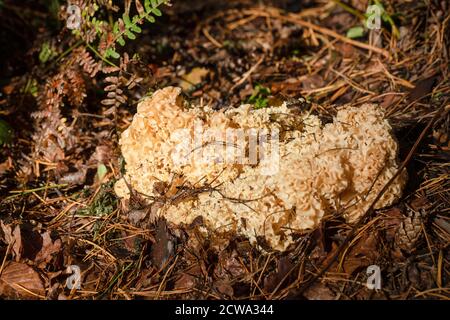 Funghi cavolfiore nella foresta. Fungo di cavolfiore, raccolta di funghi - autunno in Polonia. Foto Stock