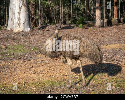 un'uem che emerge da una foresta nell'Australia sud-occidentale. Sono endemiche in Australia, dove è il più grande uccello nativo. Foto Stock