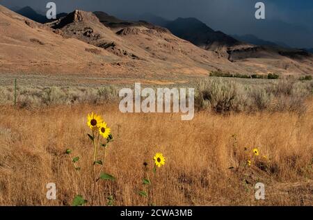 Girasoli a East Steen Road sotto Steens Mountain, Alvord Desert, parte del Great Basin Desert, Oregon, USA Foto Stock