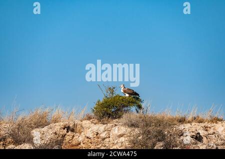 Un'aquila marziale immatura, Polemaetus bellicosus, su un albero nel Kgalagadi Foto Stock