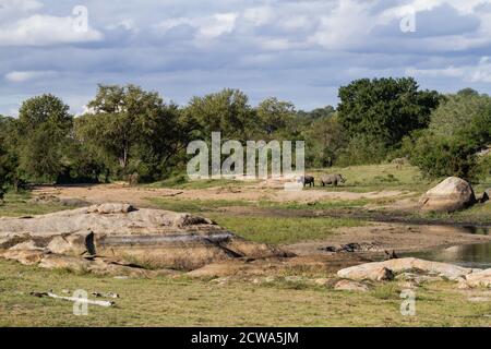 Vista panoramica di un paio di rinoceros bianchi a sud in pericolo (Ceratotherium simum simum) vicino a un fiume nel Parco Nazionale di Kruger, Sudafrica Foto Stock