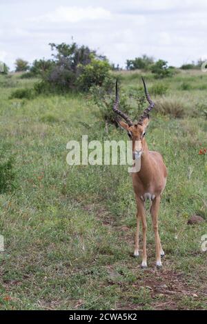 Divertente impala (Aepyceros melampus) maschio ariete attaccando la sua lingua fuori guardando infastidito nel Parco Nazionale Kruger, Sudafrica con sfondo bokeh Foto Stock