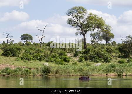 Hippo bagno parzialmente sommerso in un fiume guardando il paesaggio nel Parco Nazionale Kruger, Sud Africa Foto Stock