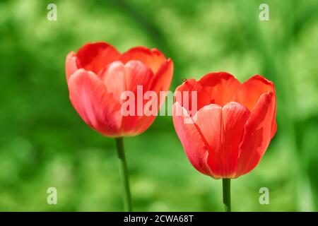 Tulipano rosa fotografato con una messa a fuoco selettiva e un poco profondo profondità di campo su sfondo verde Foto Stock