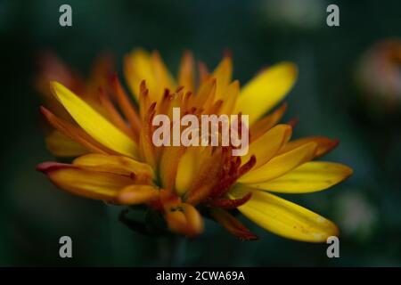 Primo piano OH Chrysanthemum indicum fiore Foto Stock