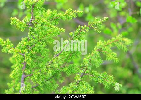 Green cespugli di ginepro con bacche nel nord della Finlandia forest Foto Stock