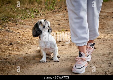 Il cane Shih Tzu siede sulla strada forestale ai piedi del proprietario. Foto Stock