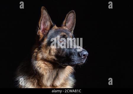 Ritratto del pastore tedesco. Giovane Pastore tedesco su sfondo nero Foto Stock