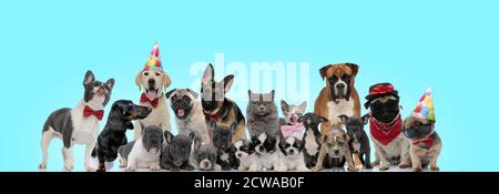 grande gruppo di adorabili cani e gatti che guardano felice su sfondo blu Foto Stock
