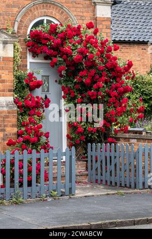 Rose rampicanti rosse intorno ad una porta di cottage nel villaggio di Great Bowden, Leicestershire, Foto Stock