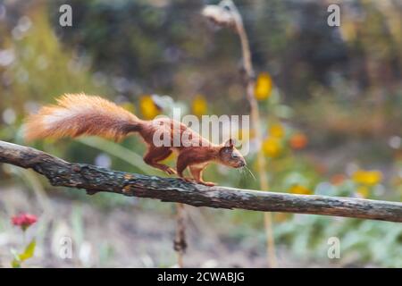 scoiattolo che corre saltando su una recinzione di legno Foto Stock