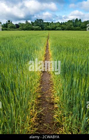 Sentiero attraverso un campo che conduce a un bosco Claybrooke Parva, Leicestershire, Inghilterra Foto Stock