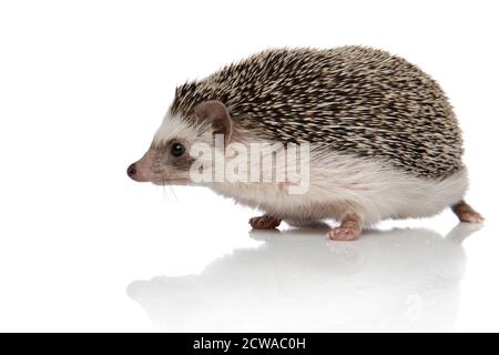 vista laterale di un simpatico riccio africano con pelliccia nera che cammina verso un lato felice su sfondo bianco studio Foto Stock