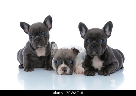 Adorabili cuccioli francesi di bulldog curiosamente guardando avanti mentre sdraiato e seduto accanto su sfondo bianco studio Foto Stock