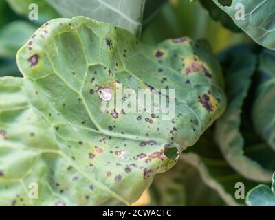 Patogeno fungino su punto di foglia di cavolo Alternaria. Alternaria brassicicola Foto Stock