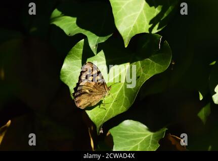 Farfalla isolata in legno di ardesia (Pararge aegeria) fotografata con un obiettivo macro mentre si riscalda al sole sopra una foglia d'edera. Foto Stock