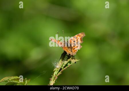 Farfalla isolata della specie di virgola (Polygonia c-album) della famiglia Nymphalidae, fotografata con macro-lente sopra una foglia di una pianta selvatica. Foto Stock