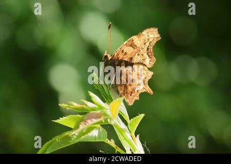 Farfalla isolata della specie di virgola (Polygonia c-album) della famiglia Nymphalidae, fotografata con macro-lente sopra una foglia di una pianta selvatica. Foto Stock