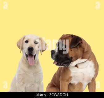 carino labrador retriever cane ansing accanto al cane boxer cercando da parte felice su sfondo giallo Foto Stock