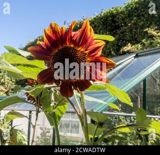 Girasole Black Magic in fiore accanto a una serra in Devon. Foto Stock