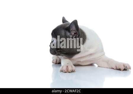 Impaziente cucciolo di bulldog francese curiosamente guardando al lato mentre adagiato su sfondo bianco dello studio Foto Stock