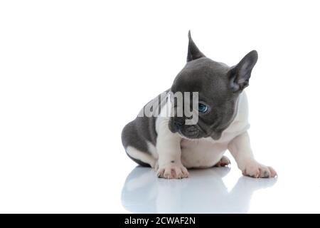 Cub francese del bulldog desideroso curiosamente guardando al lato mentre seduta su sfondo bianco studio Foto Stock